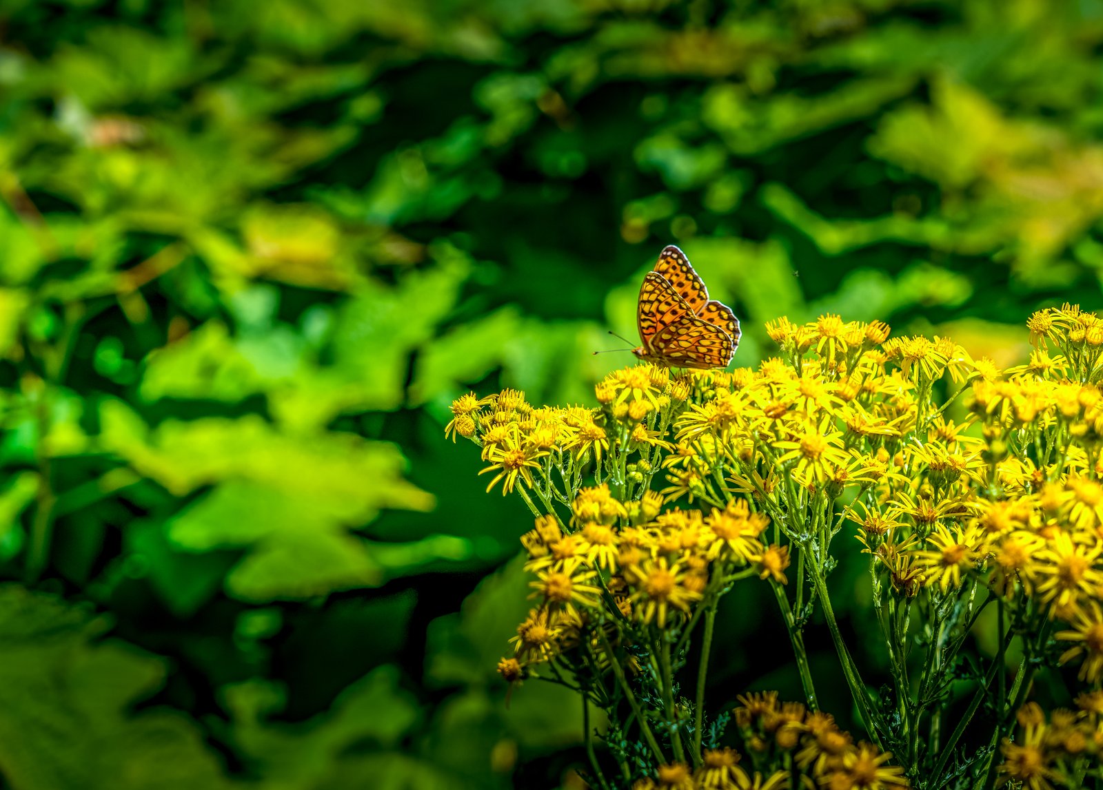Butterfly