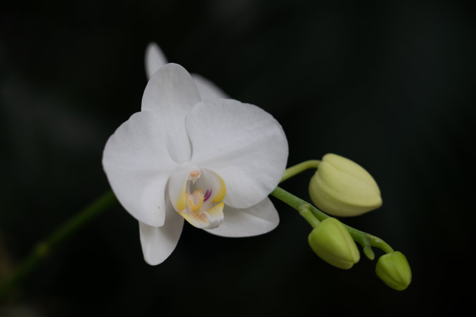 1370 White Orchid