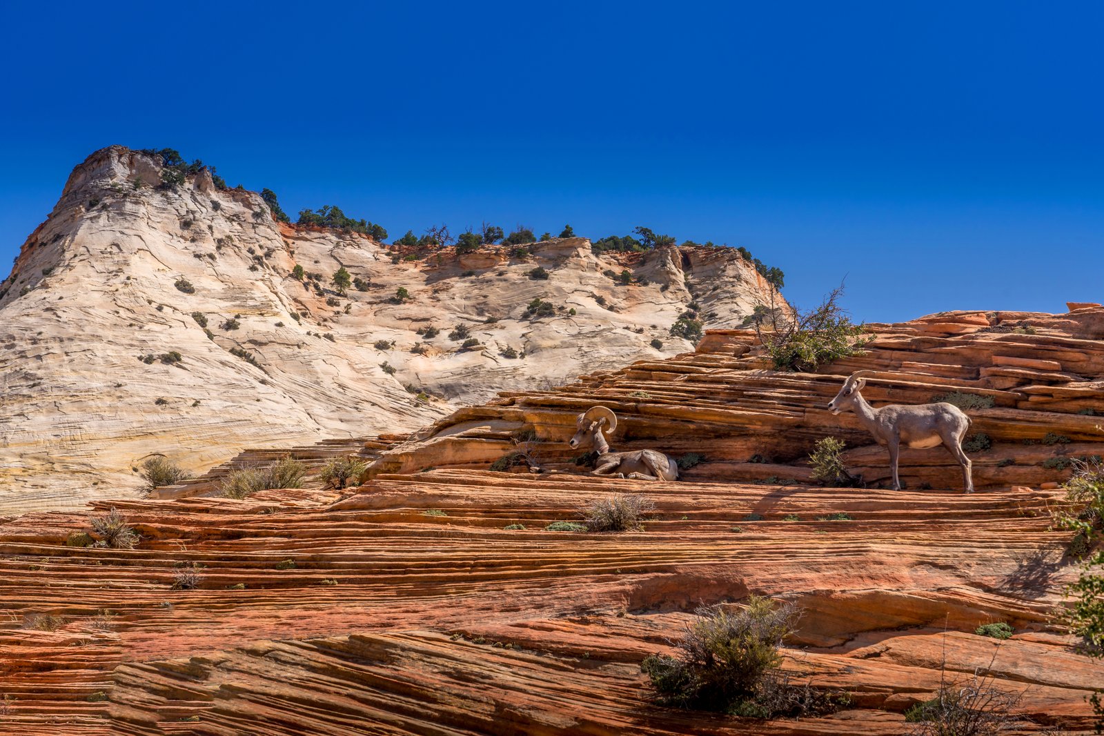 Long Horn Zion National Park Utah