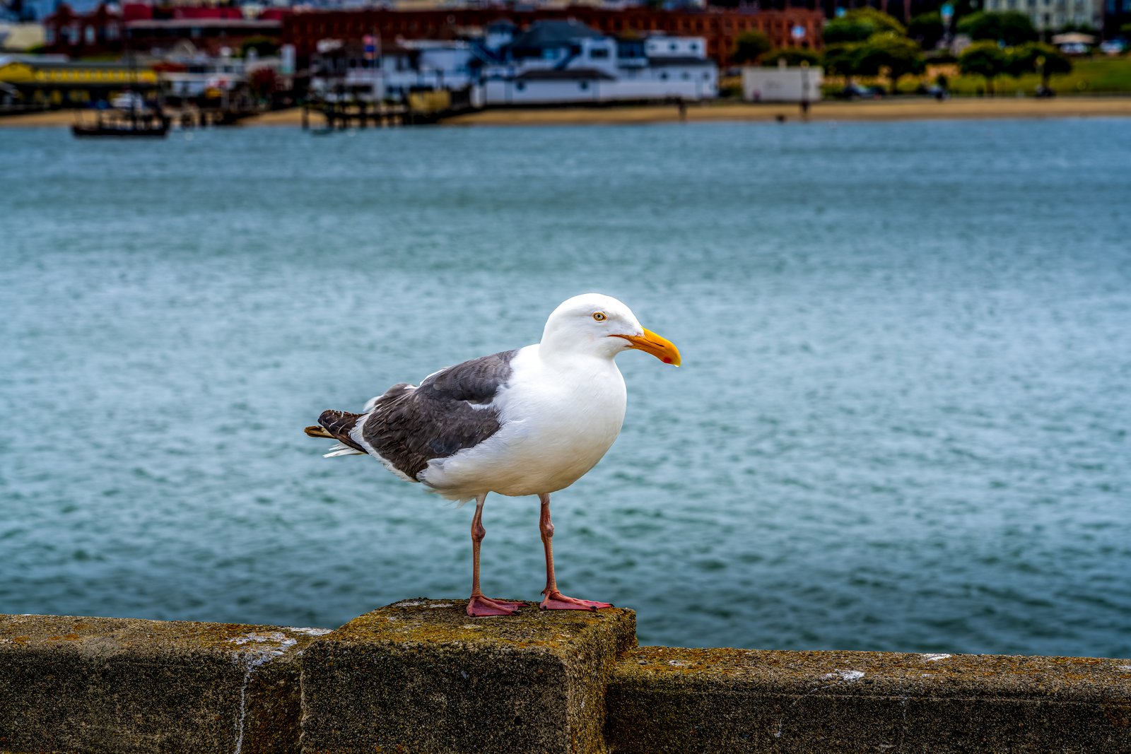 San Francisco CA
