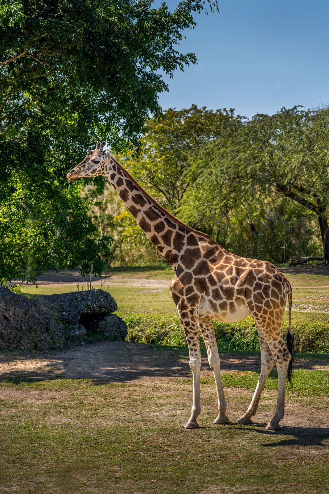 Animals