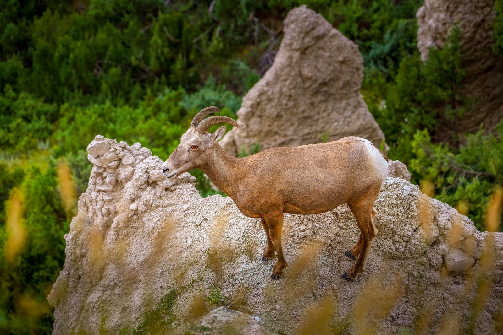 Badlands Bighorn Sheep Ridge