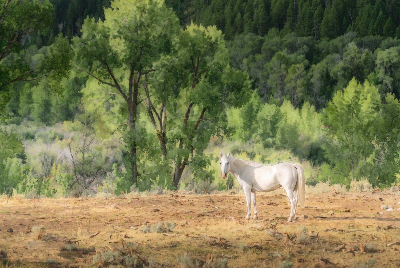 Jackson White Horse, Watercolor