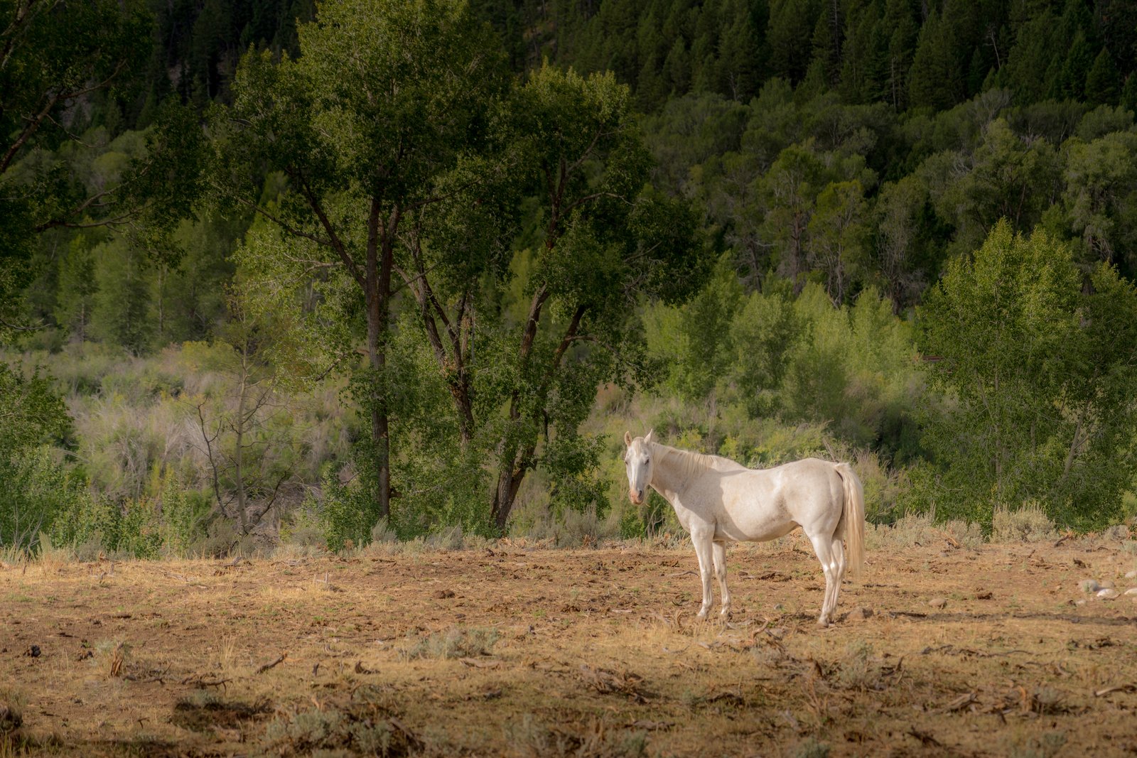 Jackson White Horse