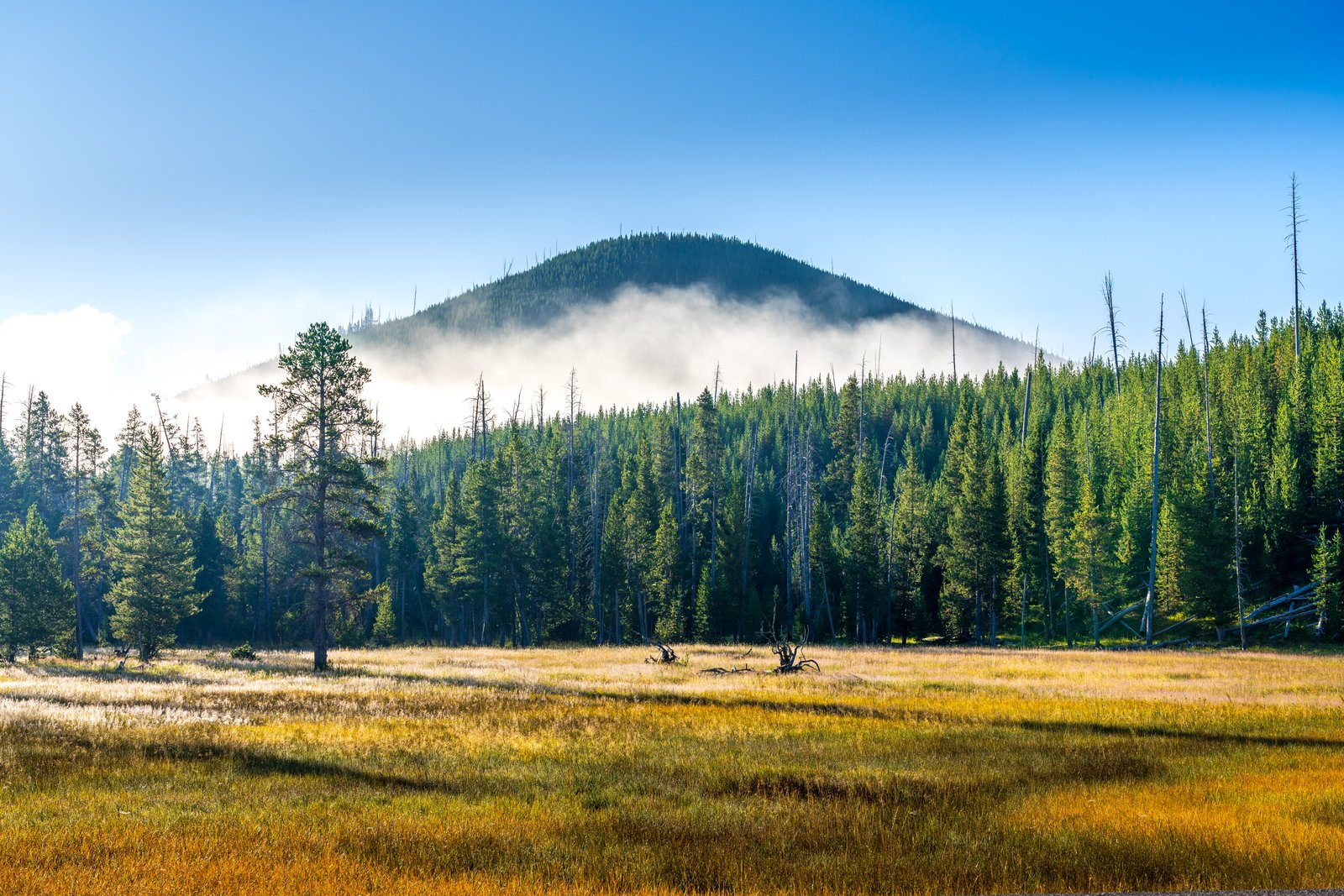 Yellowstone Quiet Subalpine Meadow