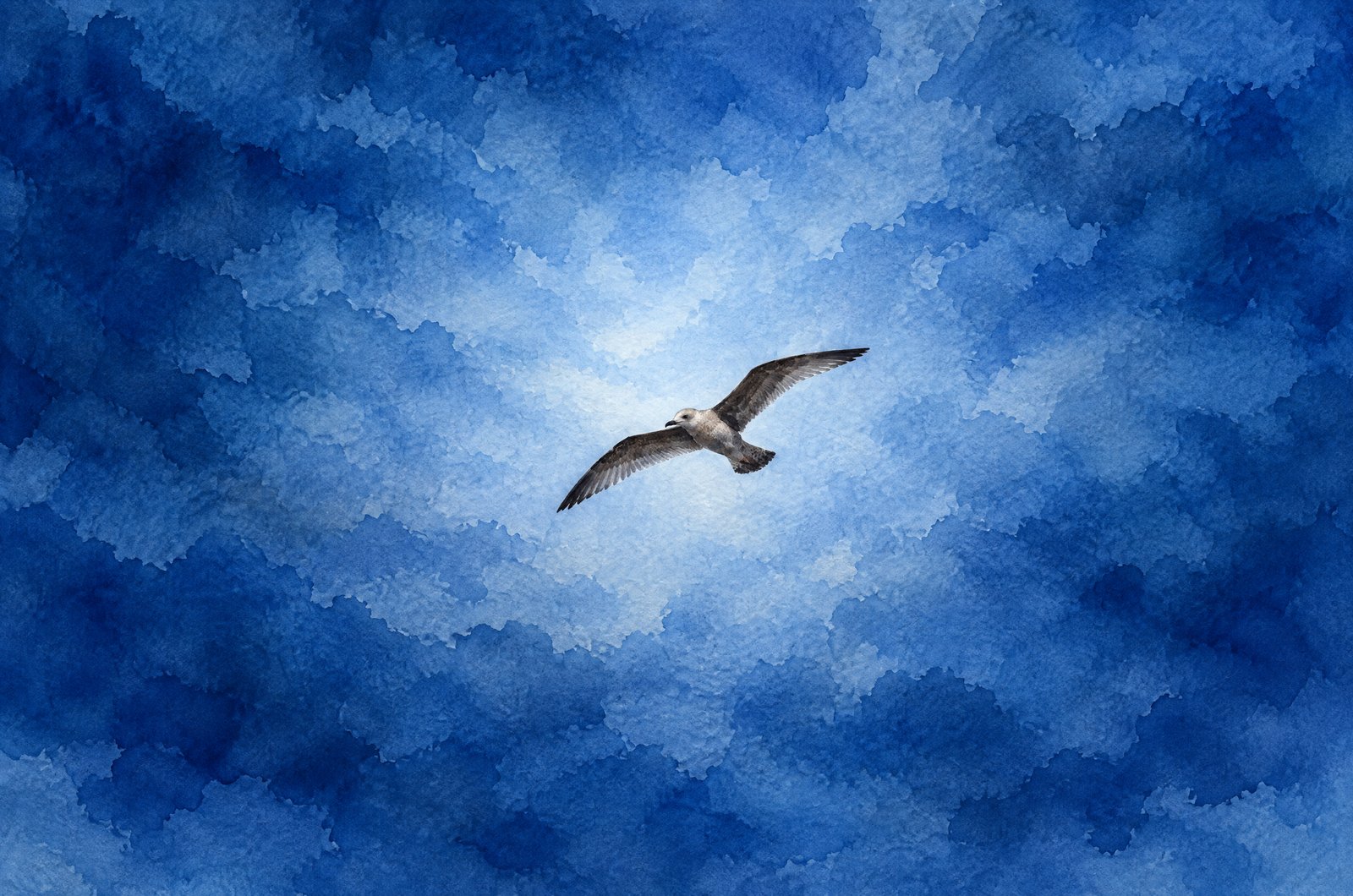Lone Gull Soaring, Watercolor