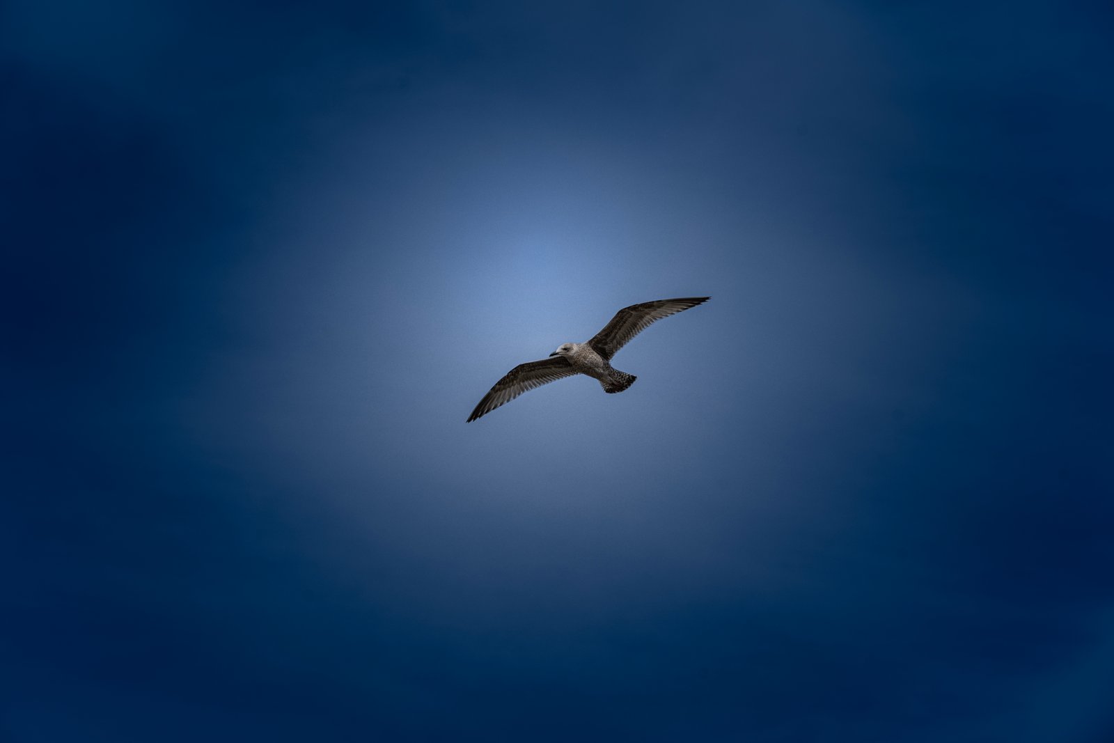 Lone Gull Soaring