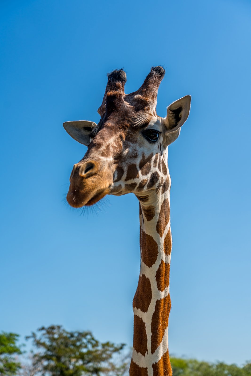 Animals