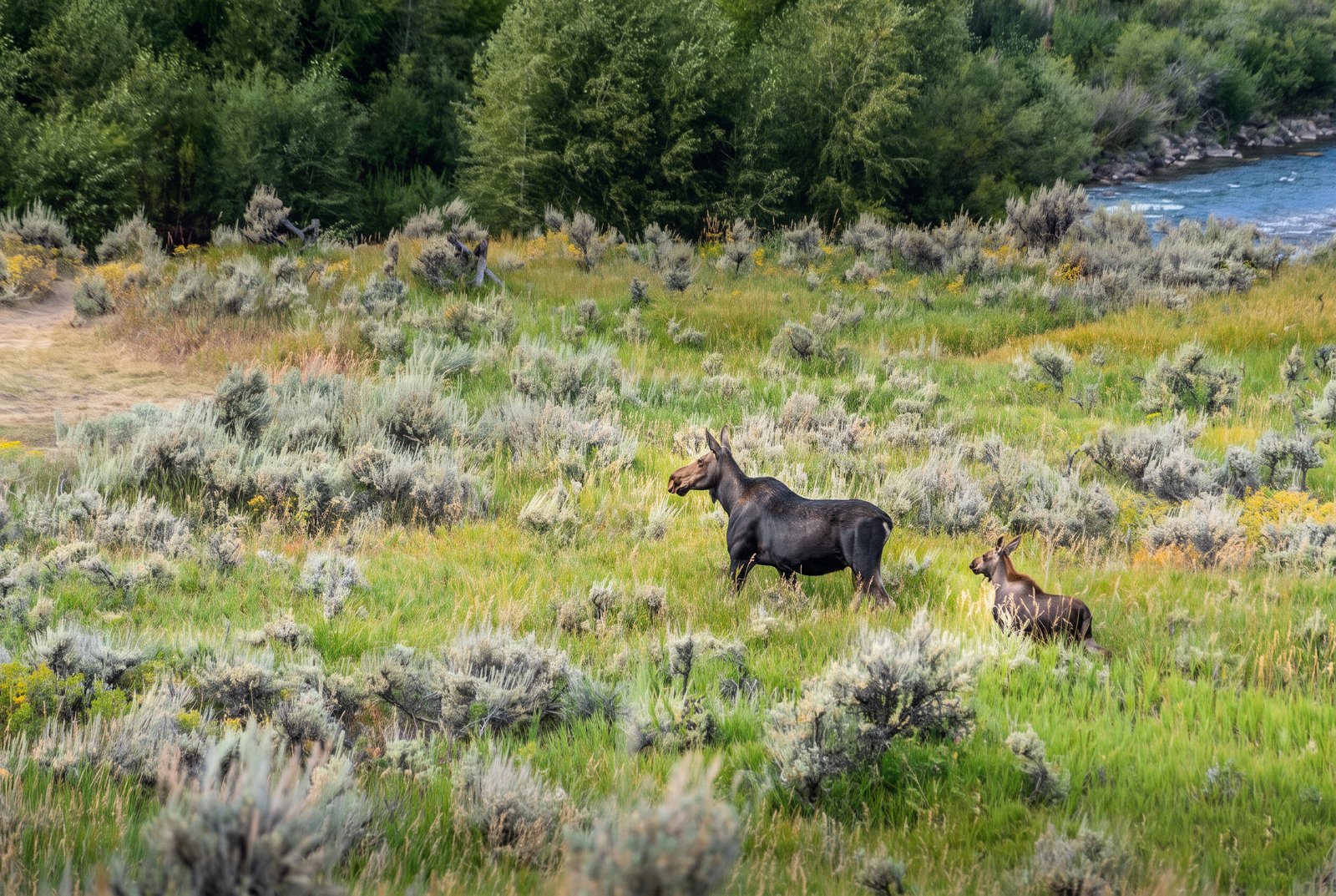 Animals