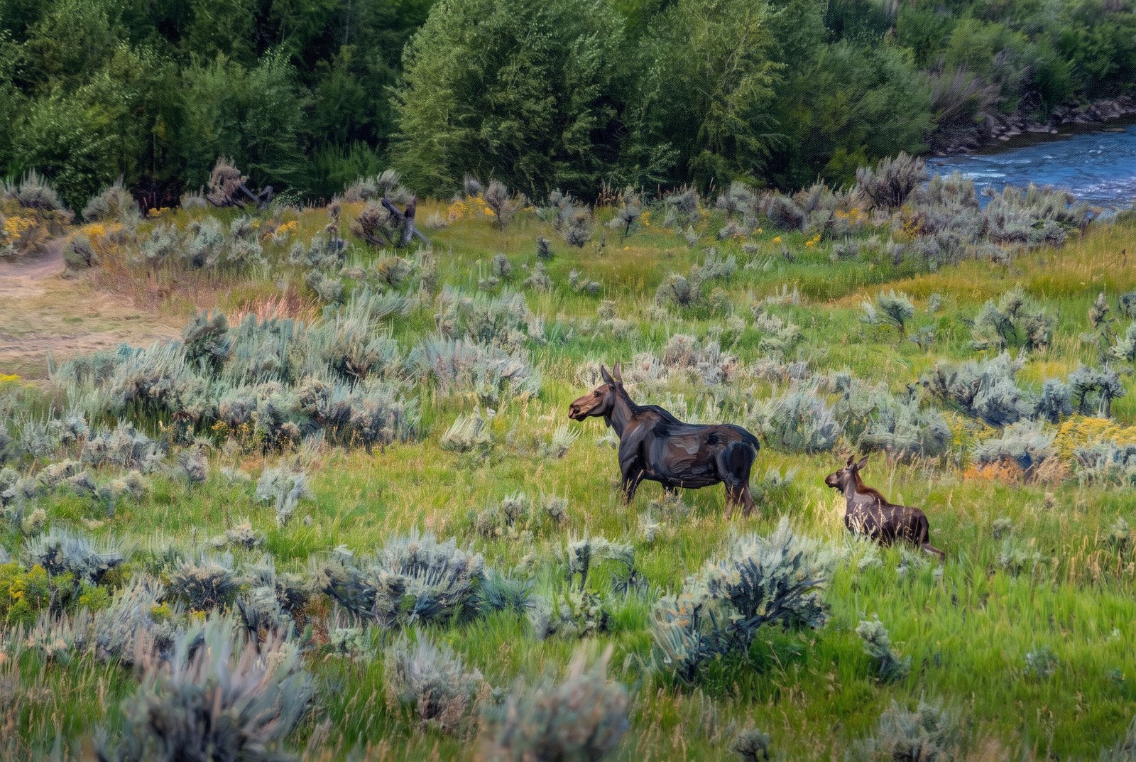 Yellowstone Moose Baby, Painterly