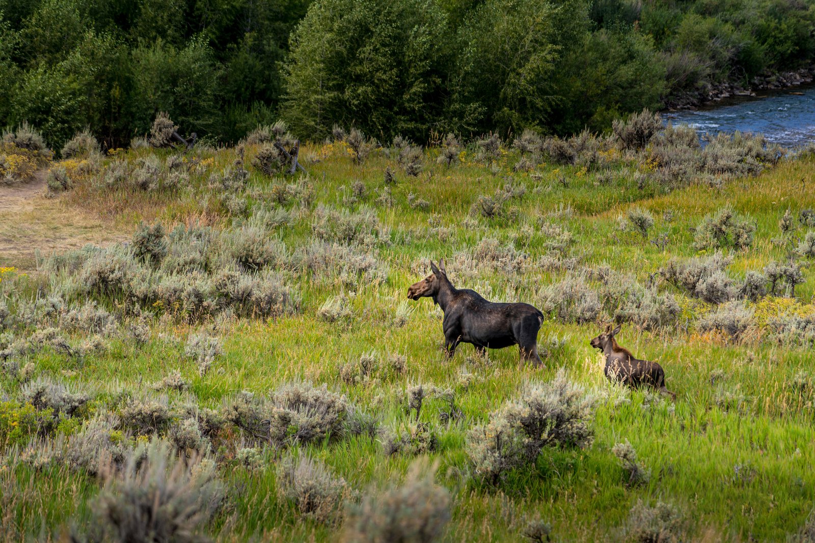 Yellowstone Moose Baby