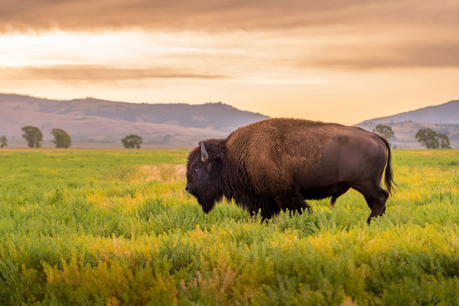 Wild Bison grazing in the Yellowstone National Park in Wyoming