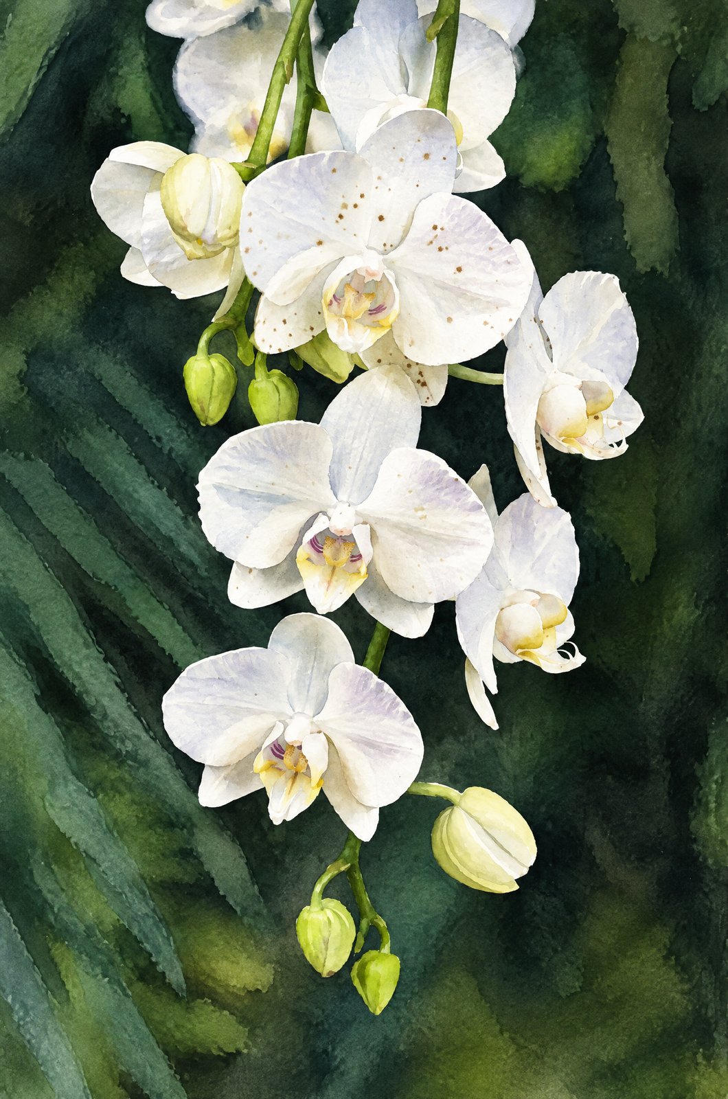 1368 WHite Moth Orchids, Watercolor