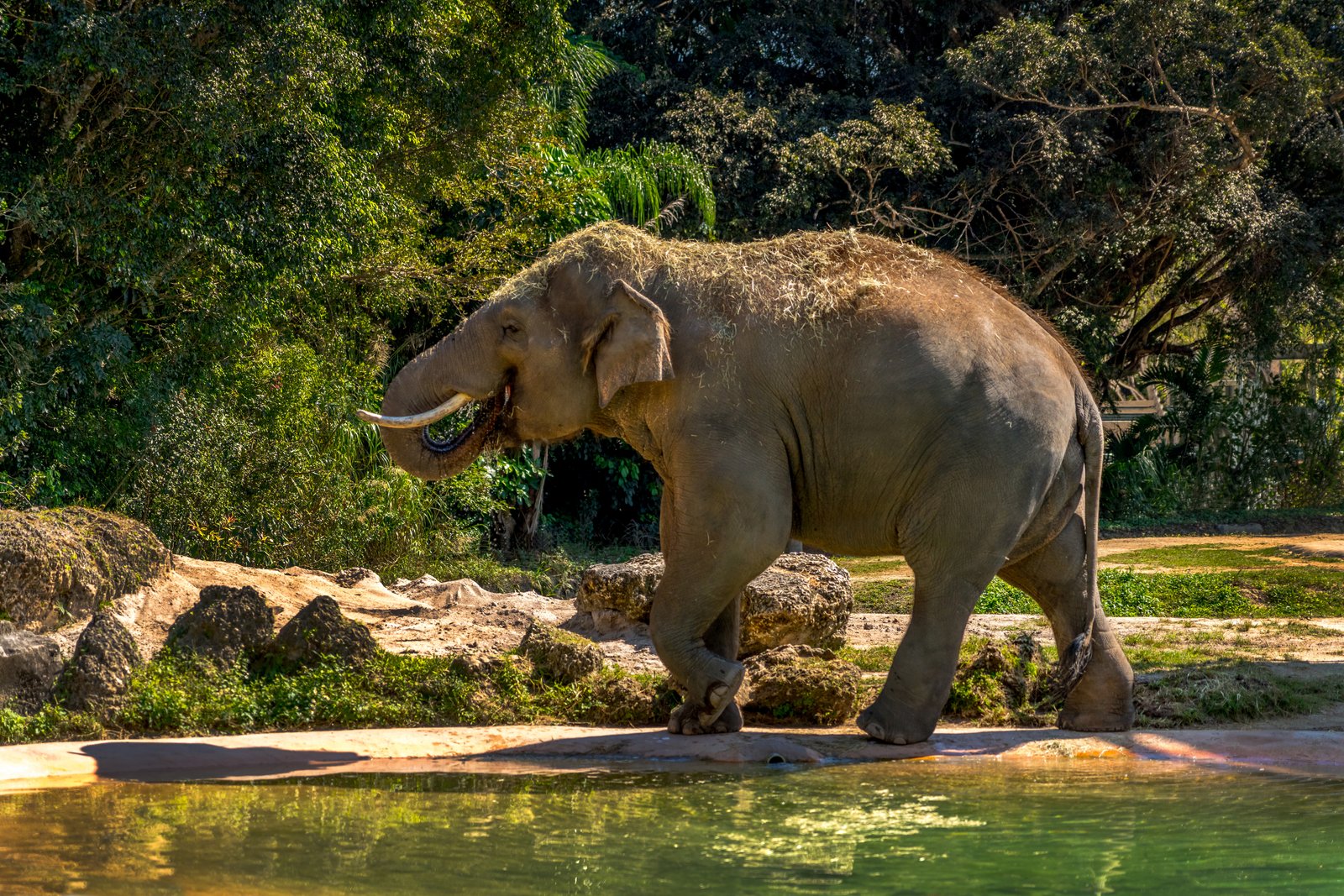 Elephant