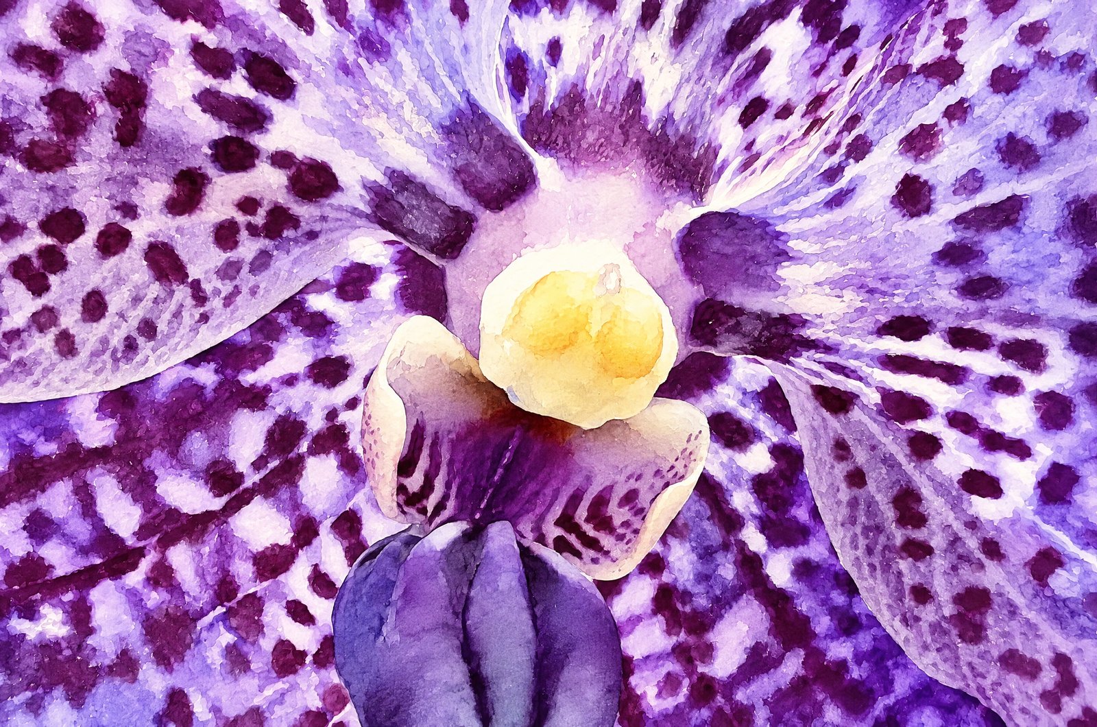 1350 Orchid Eyes, Watercolor
