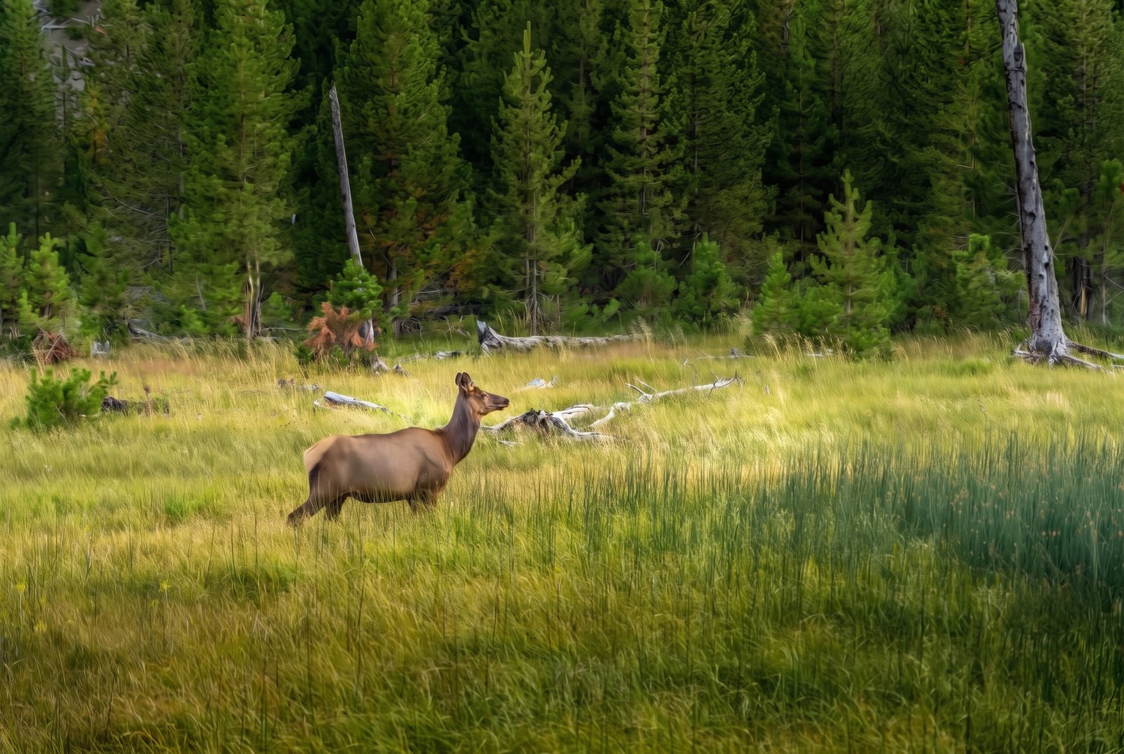 Yellowstone National Park, Wyoming
