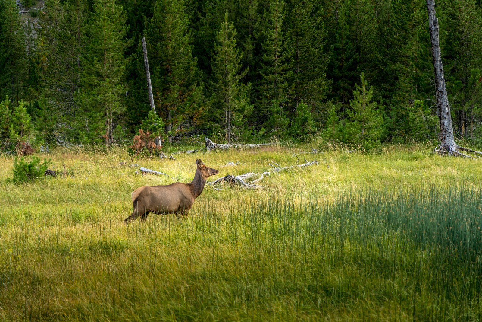 Yellowstone Elk