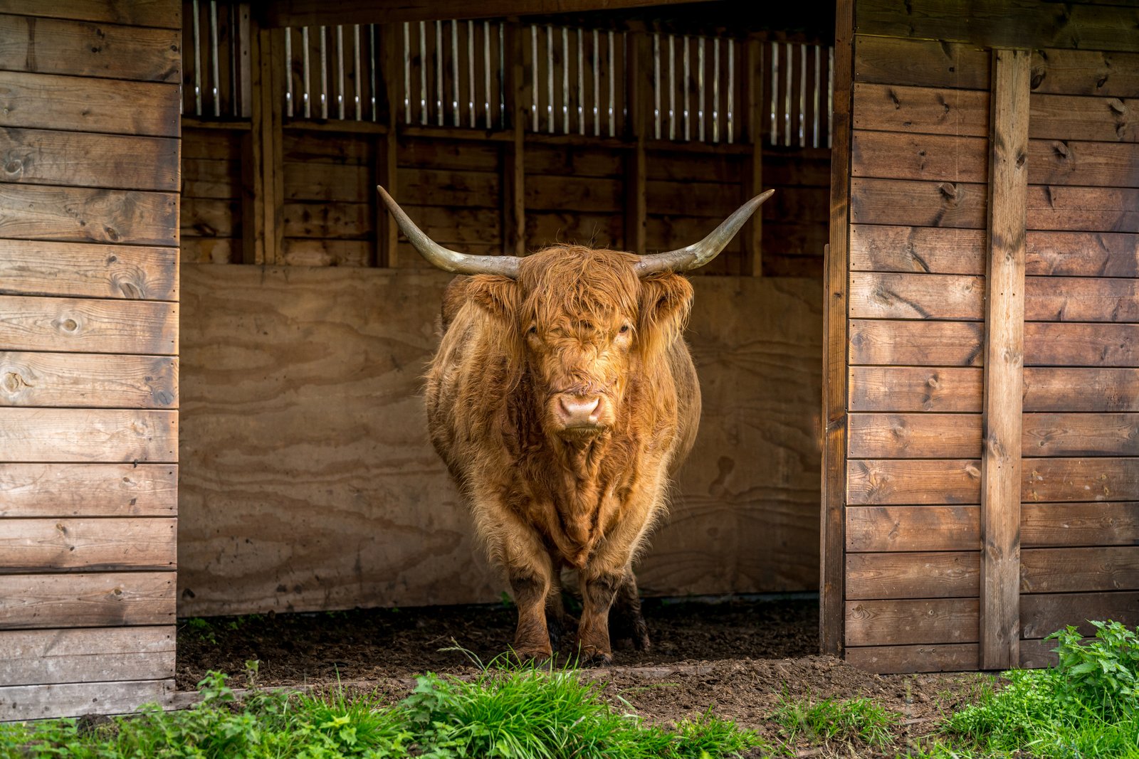 Highland Cow, Scotland