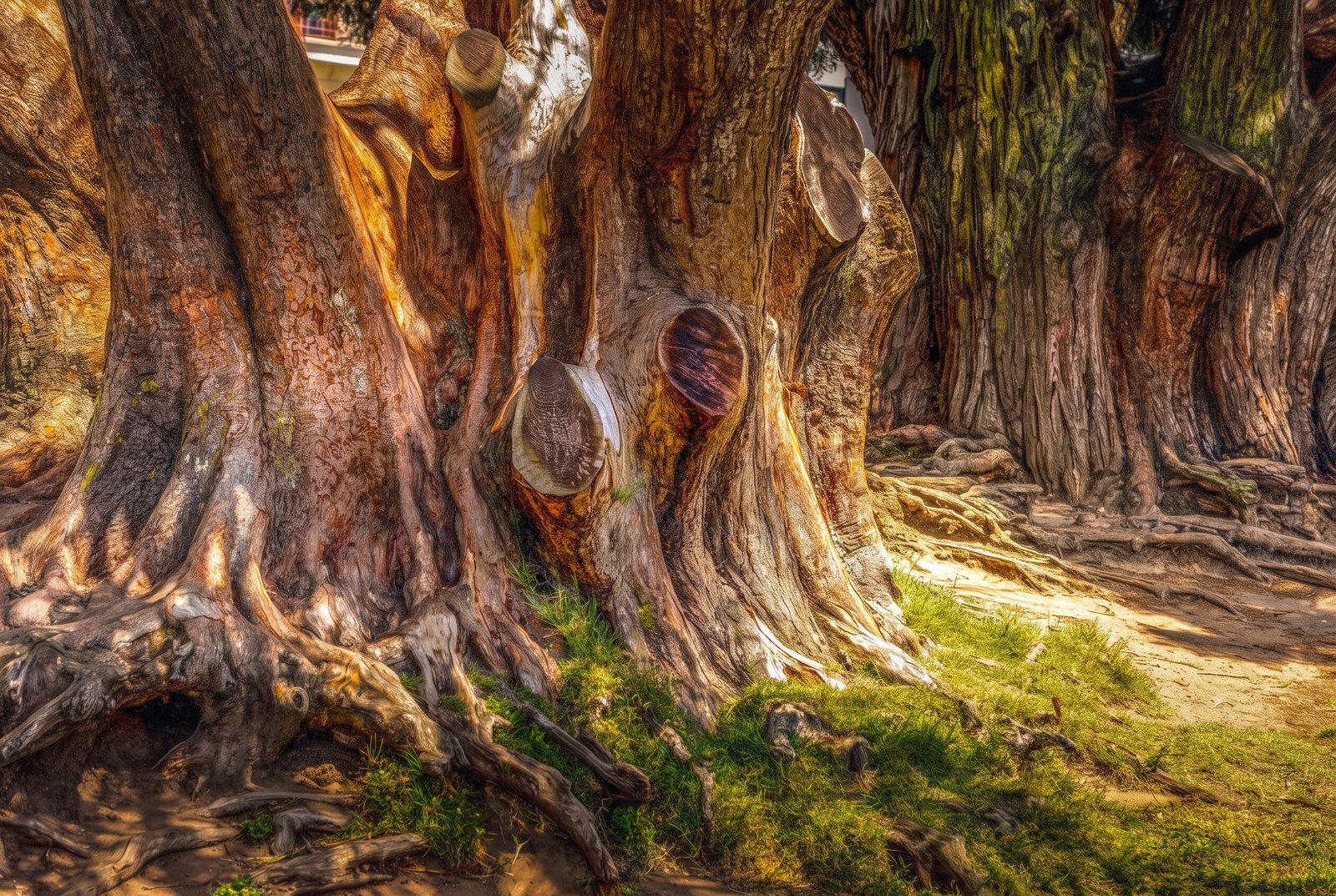 Tree Of Life, Impressionist
