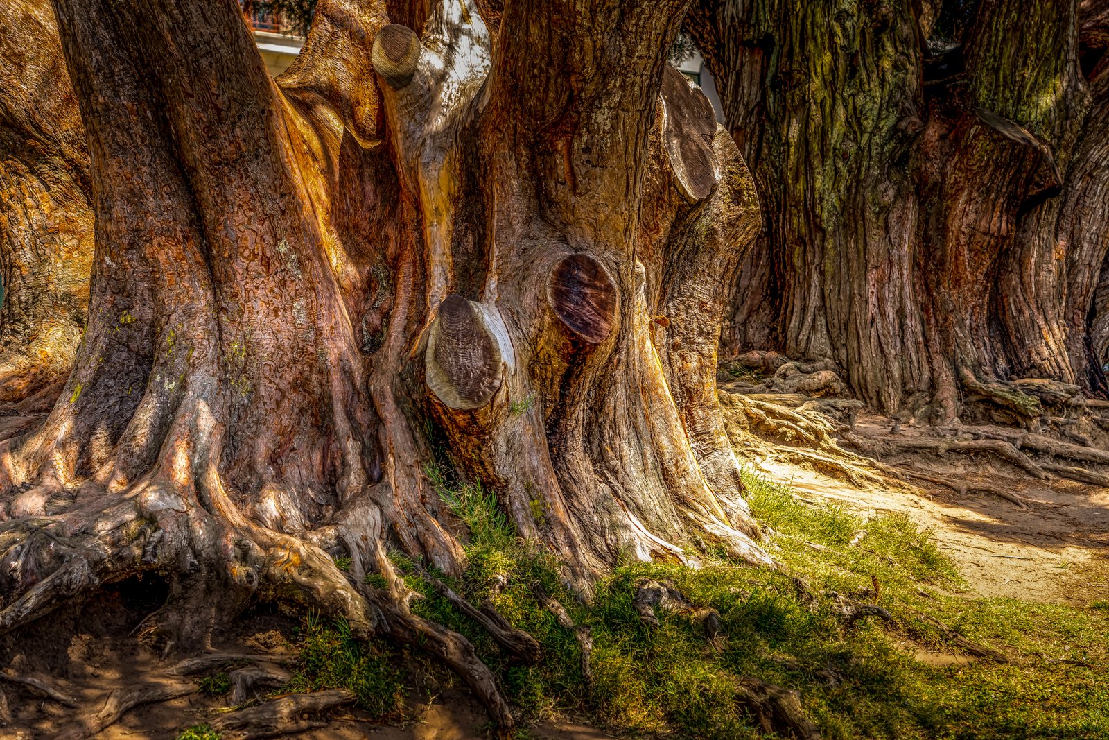 Tree of Life