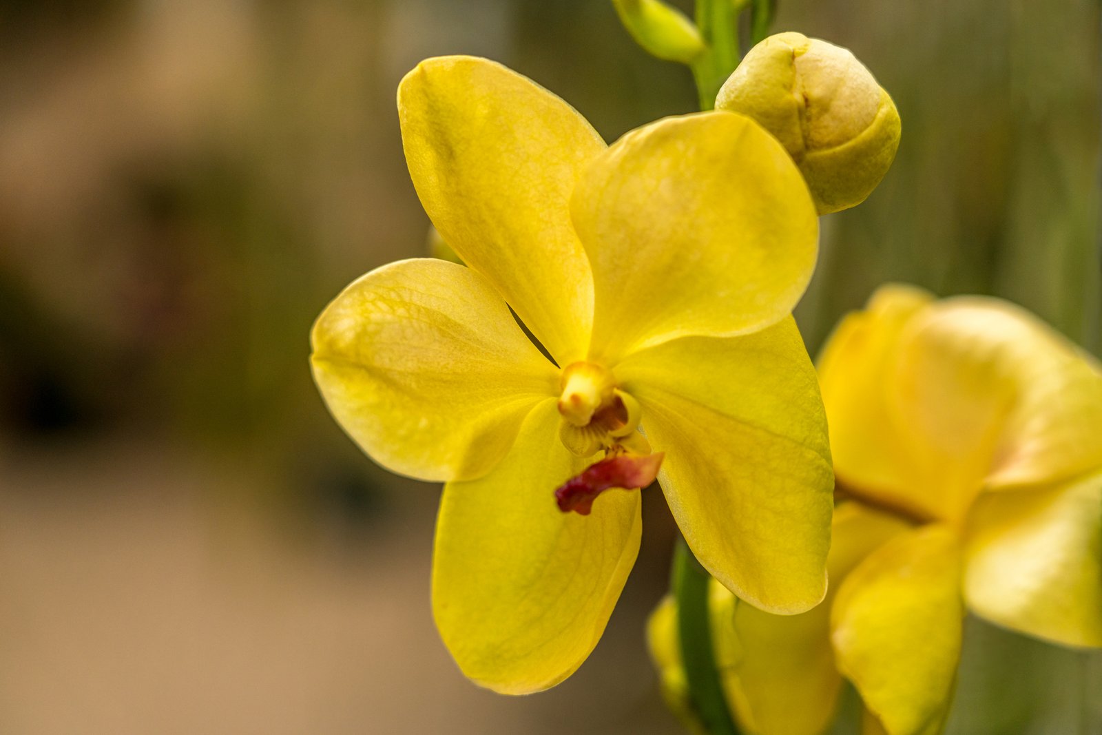 Yellow Orchid