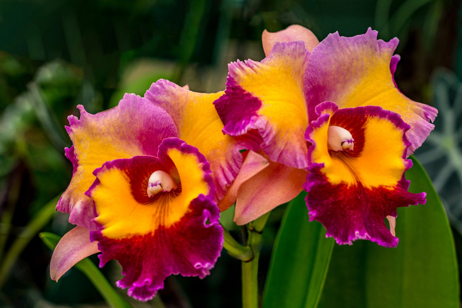 Fire Orchid