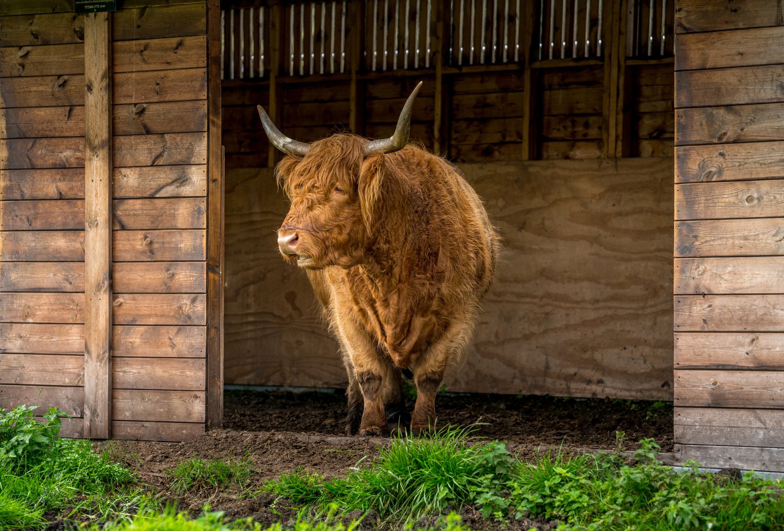 Highland Cow County, Scotland