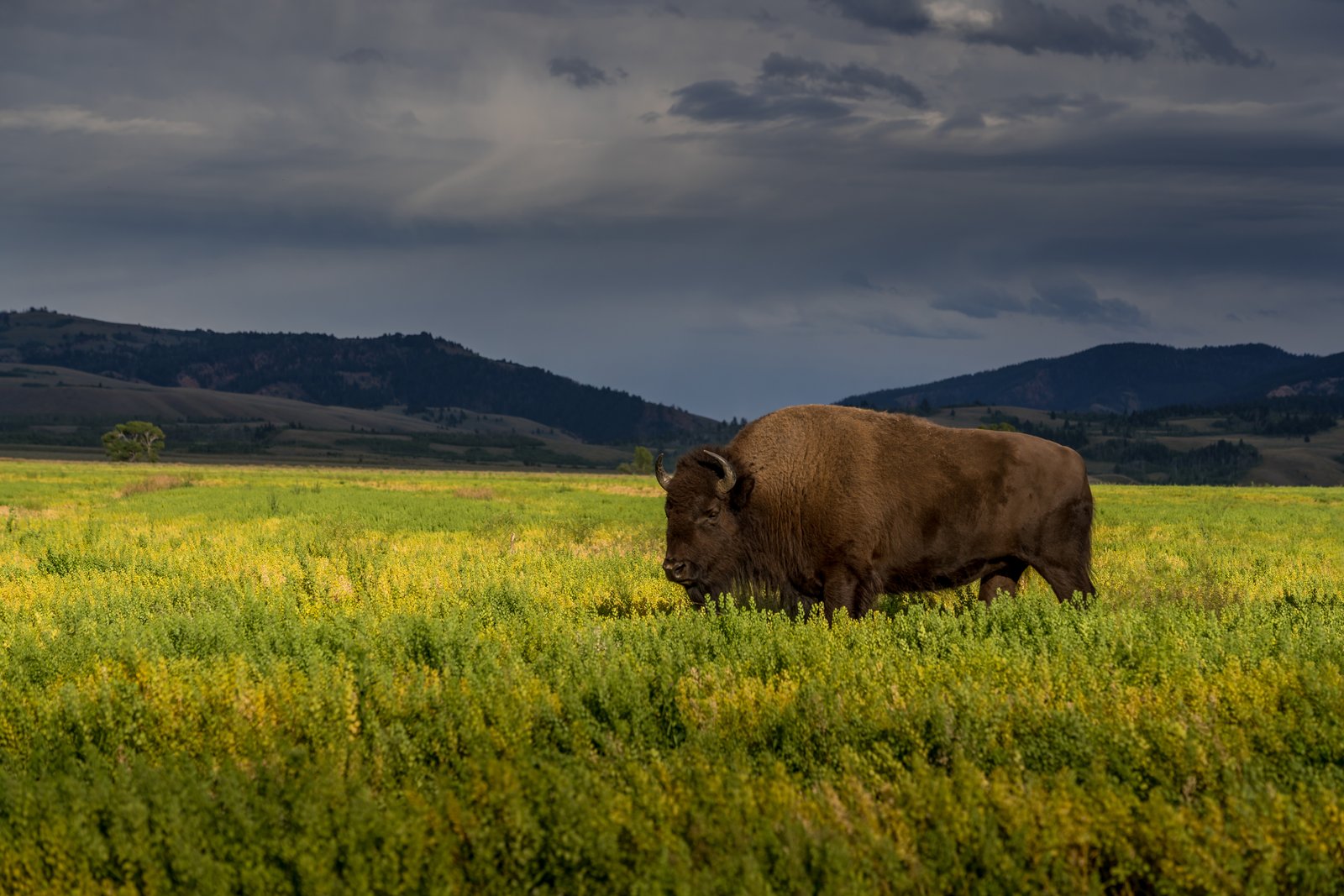 Buffalo Range