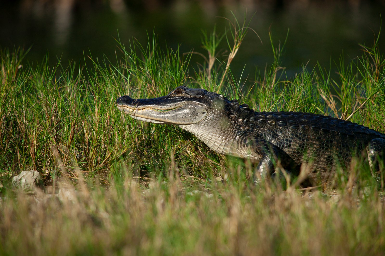 Gator On The Prowl