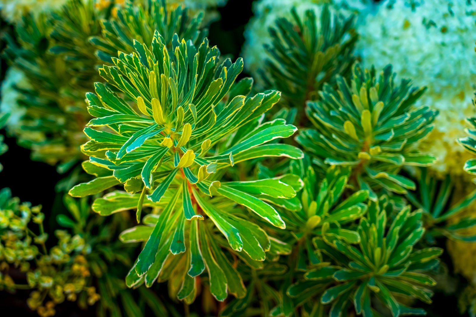 Napa Valley CA