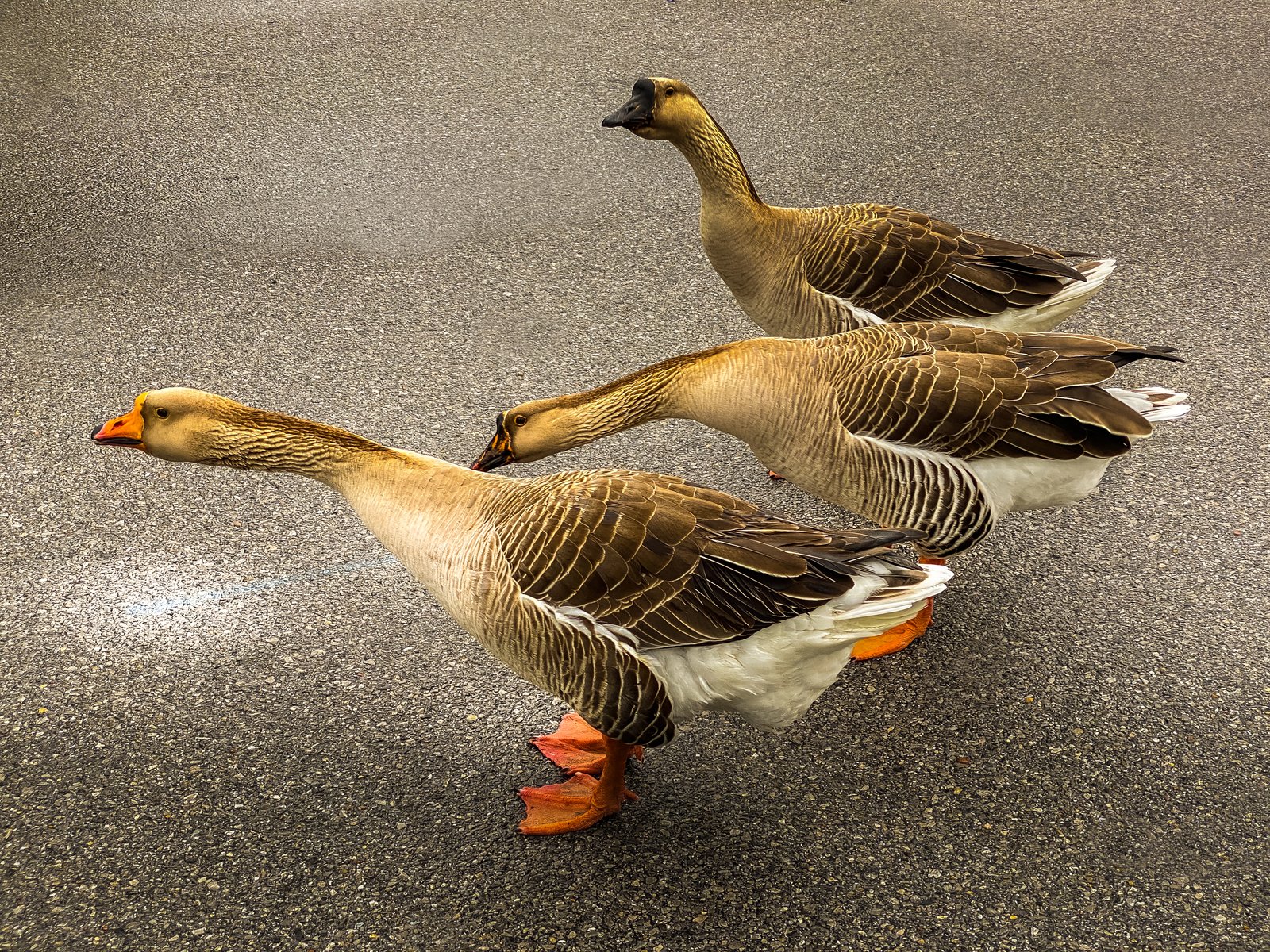 Gulf Coast Ducks