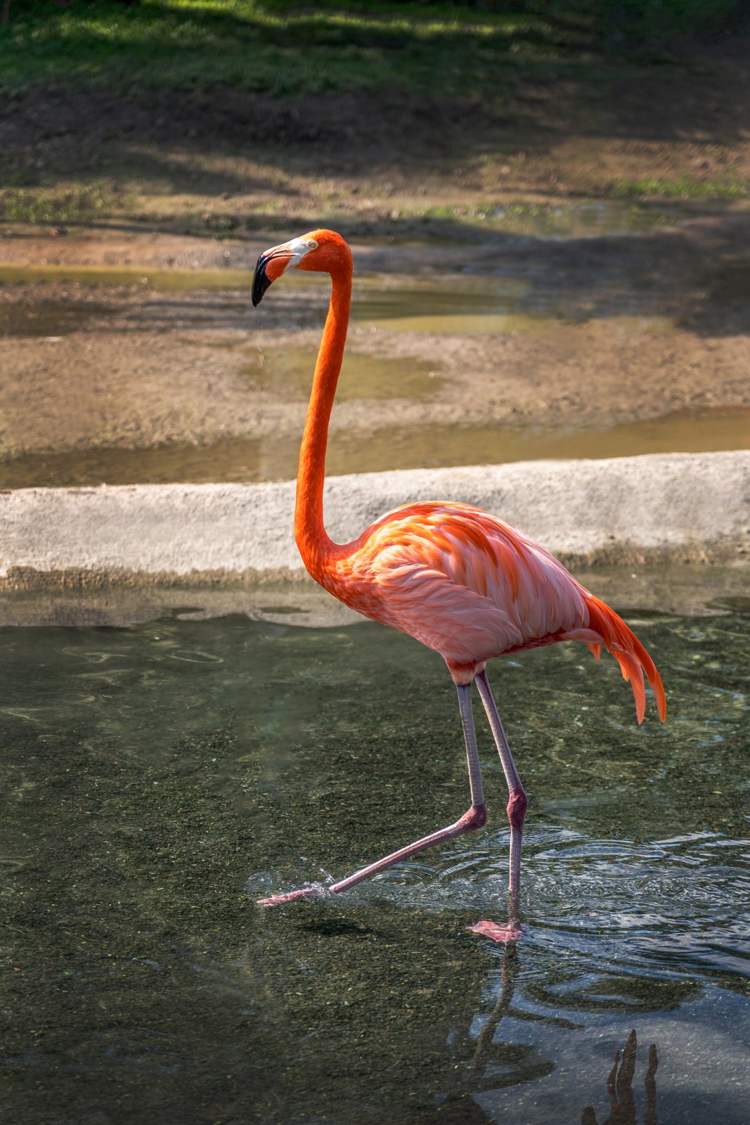 Flamingo